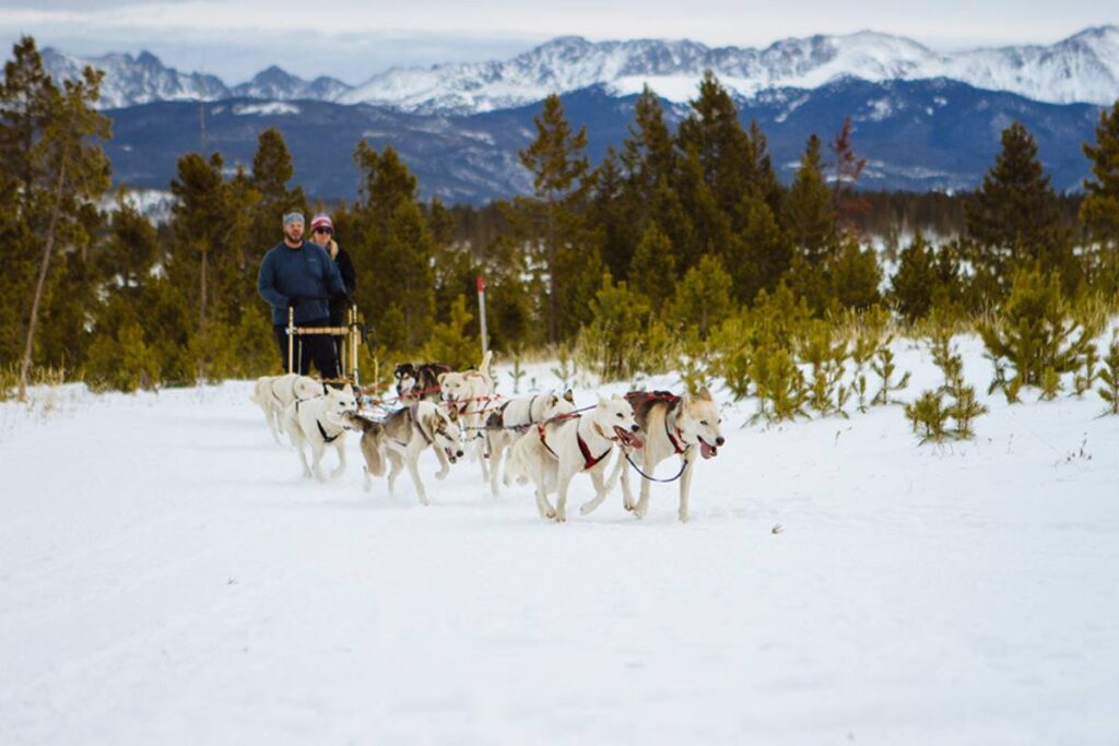 dog sledders with team of huskies. mountains in background. snow on ground.