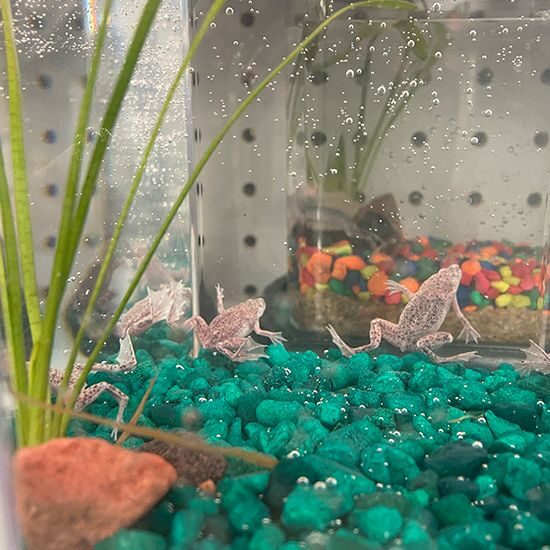 Frogs & Terrariums
